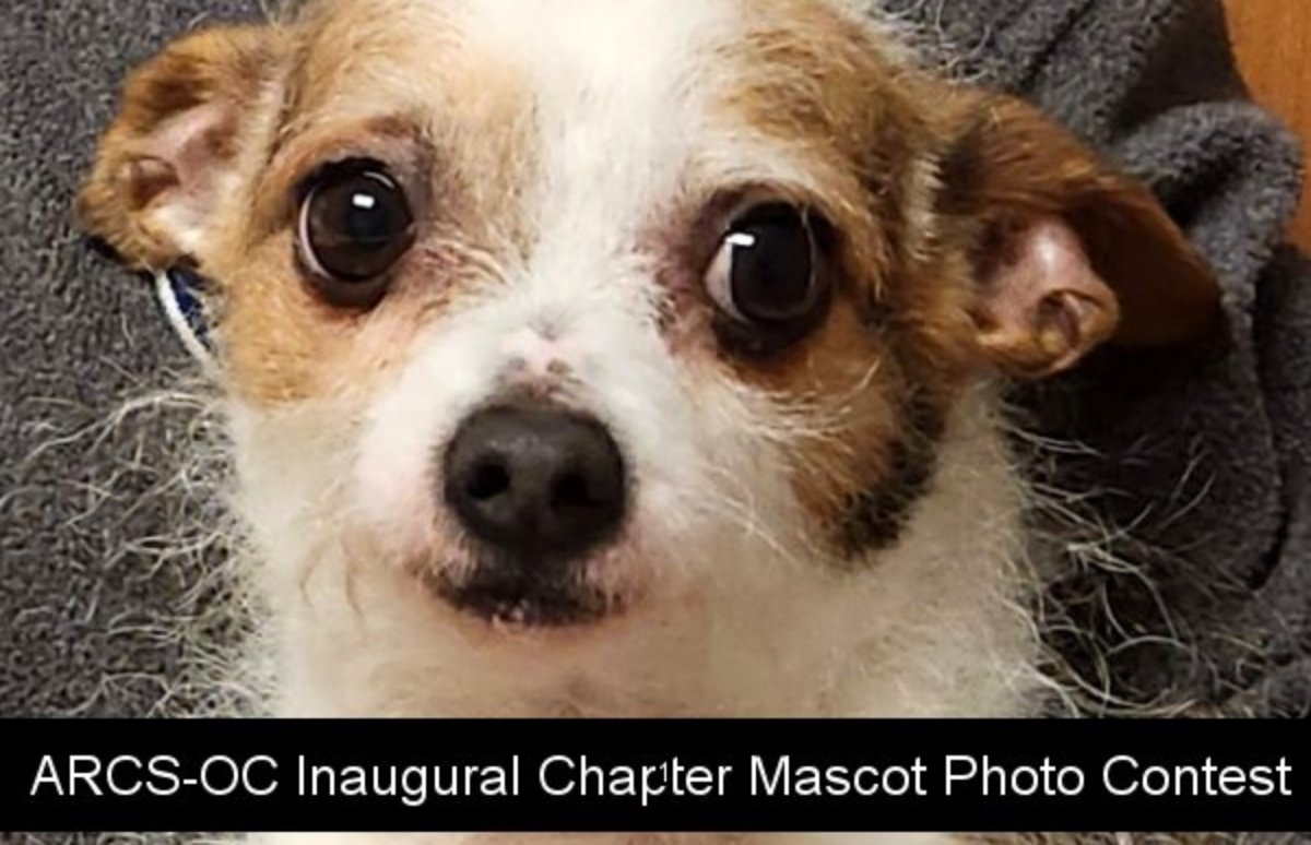 ARSC Foundation Orange County Inaugural Chapter Mascot Photo Contest