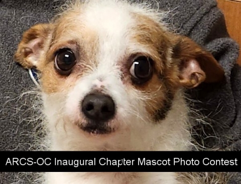 ARCS Foundation Orange County holds inaugural chapter mascot contest.